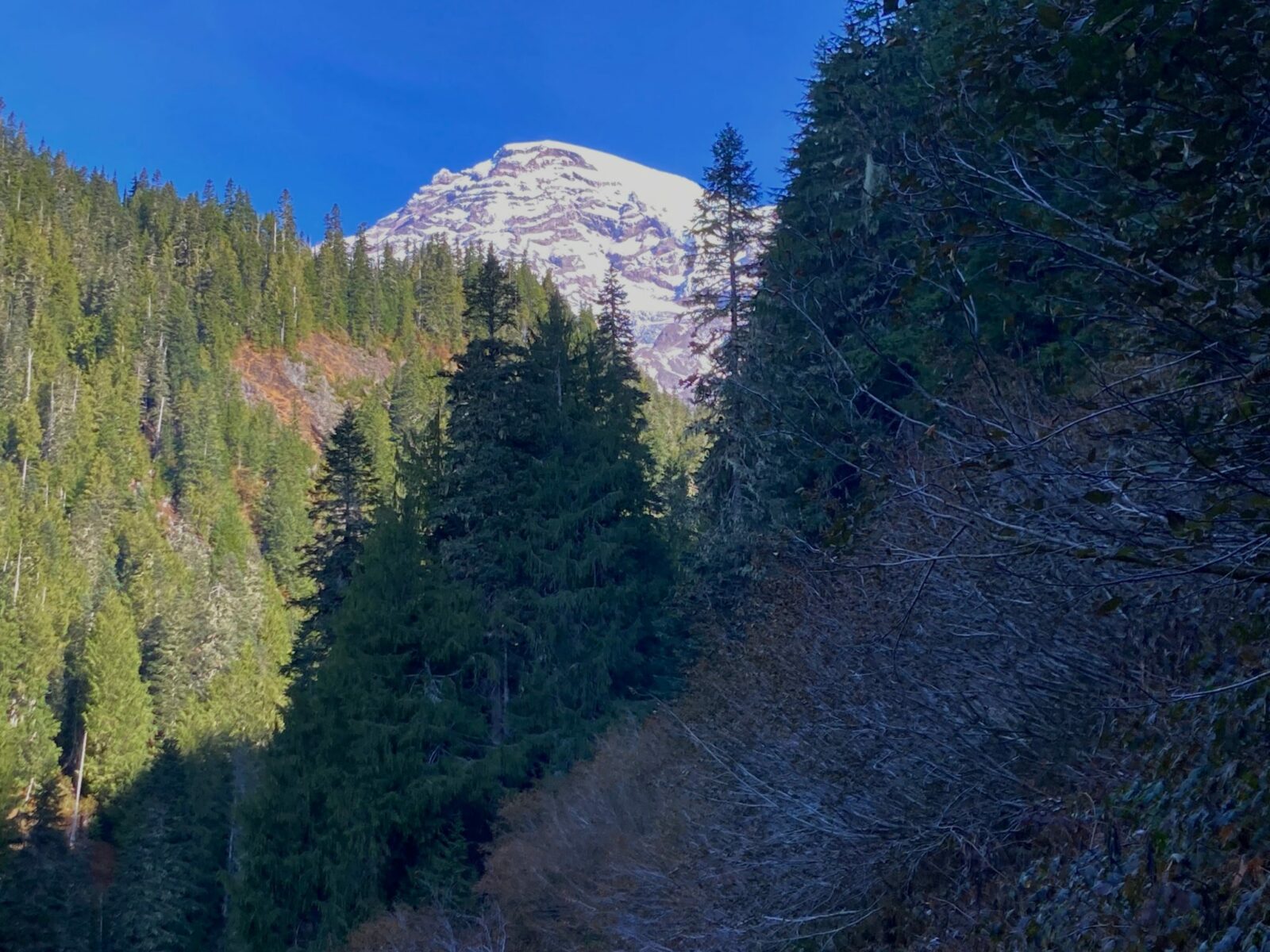 Mt Rainier is snow covered and visible in the distance in the sun. The foreground is a trail through bushes and forest in the shade