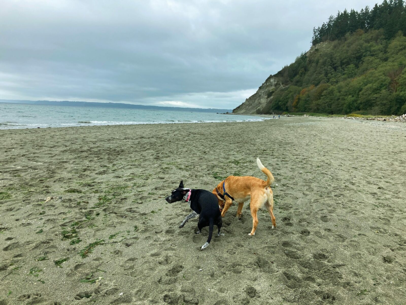 Two dogs, one black and white and one tan and white play on a gray sand beach. There is a forested hillside behind them and the water stretches away from the beach on an overcast day