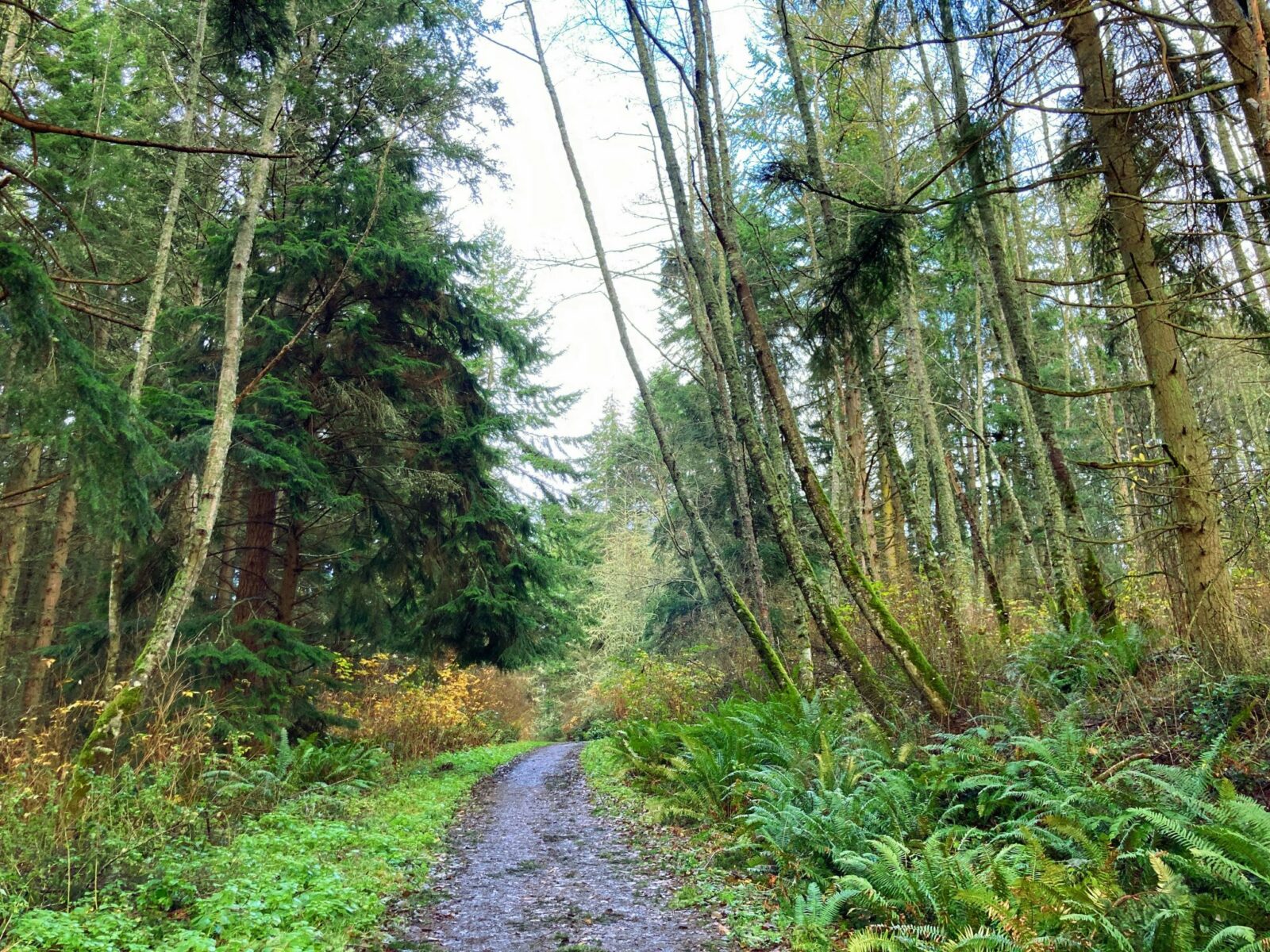 One of the Whidbey Island hikes, Dugualla State park is mostly forested with a beach. In the image, there is a wide muddy trail with leaves on it. The trail is surrounded by evergreen and alder trees as well as ferns and bushes.