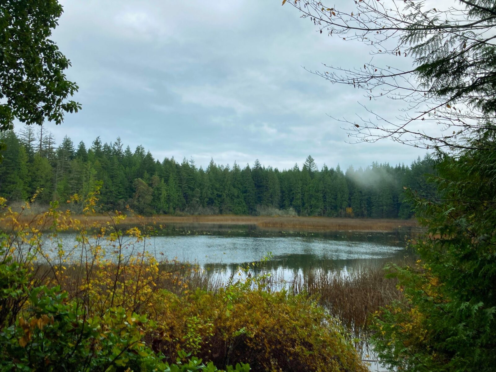 A shallow lake surrounded by reeds, shrubs and evergreen trees on a cloudy winter day in Gazzam Lake Nature Preserve, a hike on bainbridge island