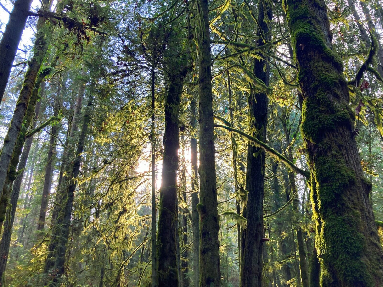 Tall evergreen trees covered in moss surround the Grand Forest trail, one of the best hikes on Bainbridge Island. The sun is backlighting the trees and moss