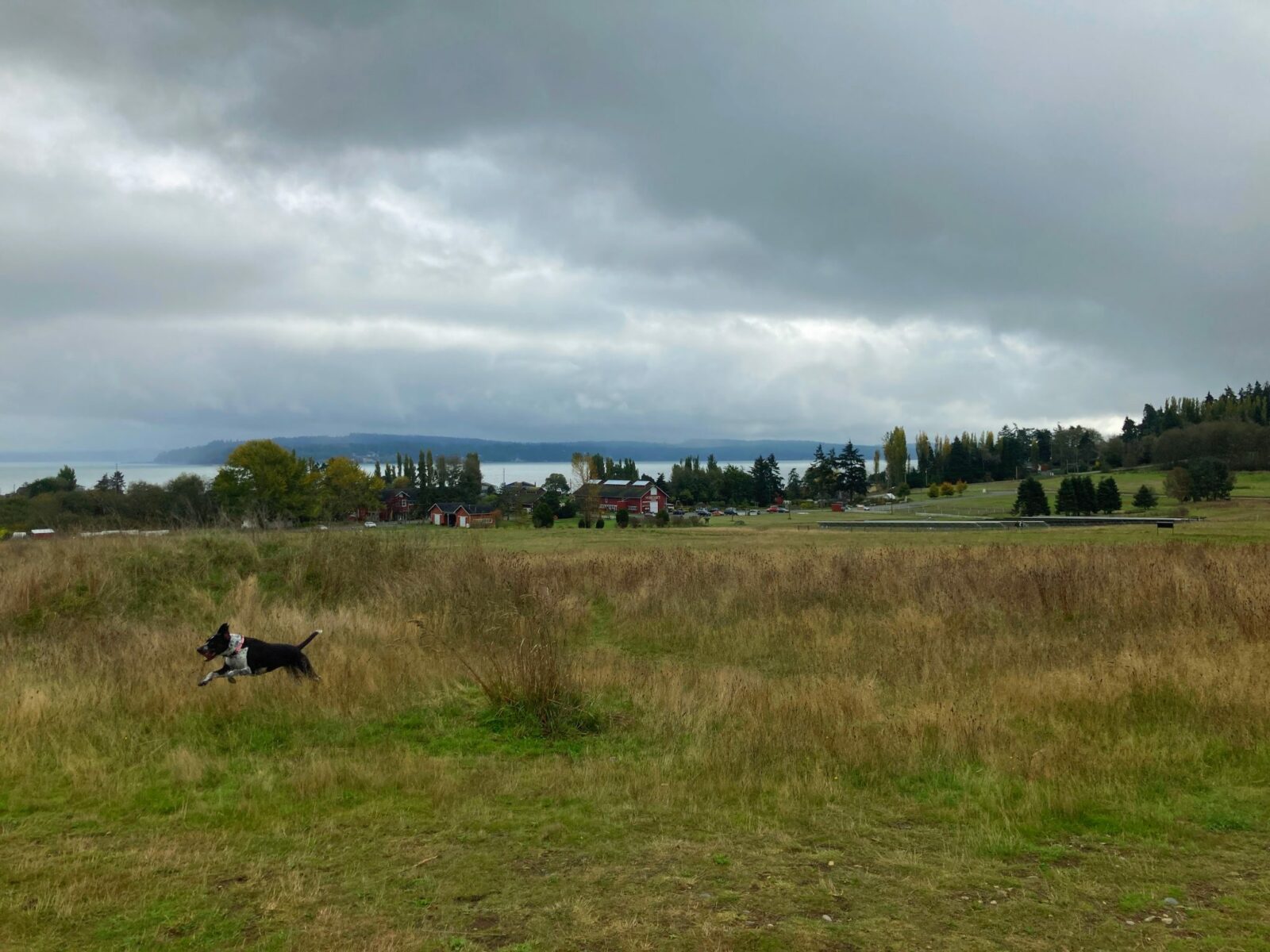 Dog friendly whidbey island hikes include greenbank farm. A black and white dog runs with all it's paws off the ground through a grassy field. In the distance there are farm buildings, forest, water and a land across the water