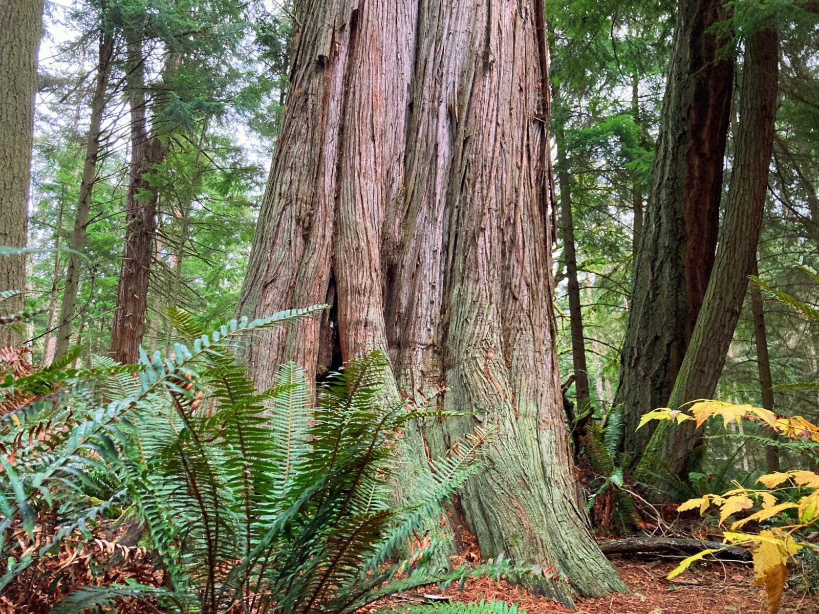 one of the best whidbey island hikes, the Wilbert Trail in South Whidbey state park features impressive old growth trees such as this cedar tree that is hundreds of years old. The base of the tree fills most of the image. The tree branches out a bit at the bottom and is surrounded by ferns