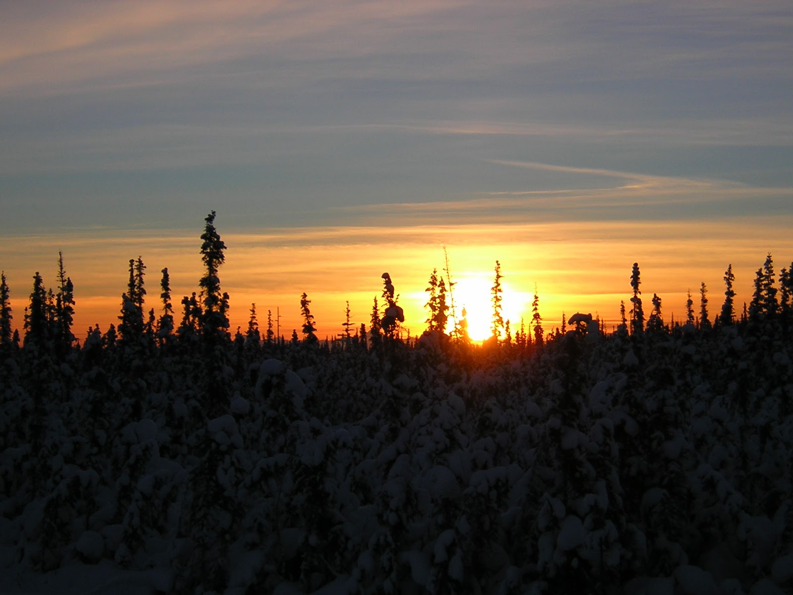 A sunrise on a winter day behind short snowy trees