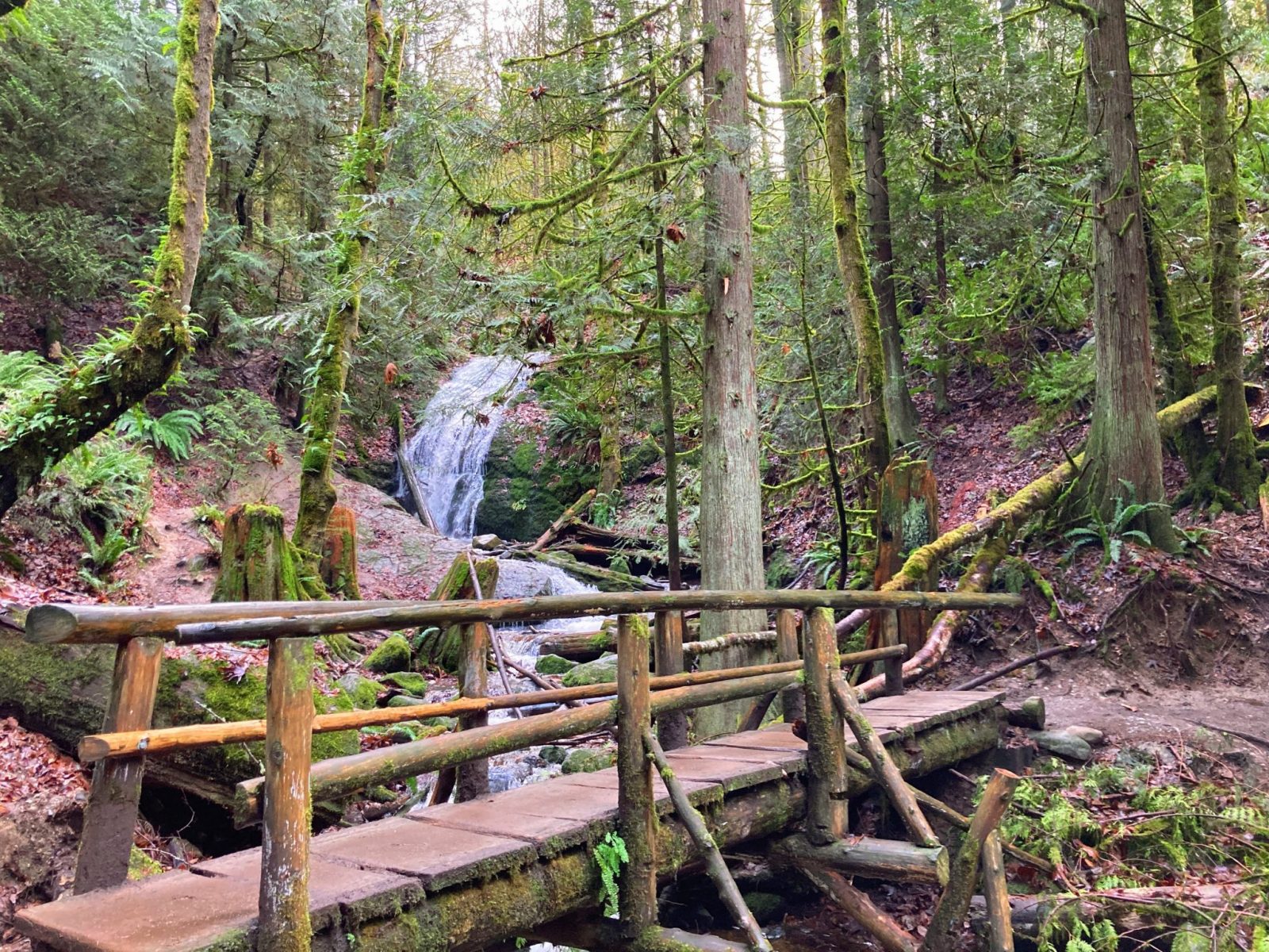 A Coal Creek Falls comes over a mossy rock face in the forest. In the foreground, a log pedestrian bridge crosses the creek below the waterfall