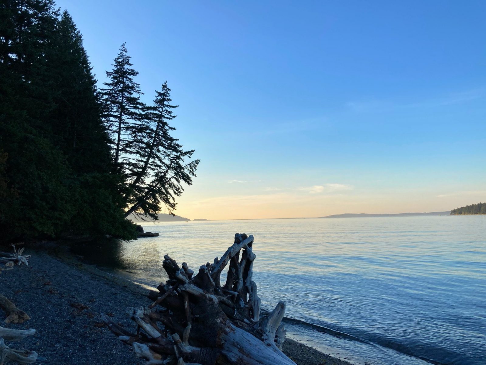 Camping in the san juan islands at Pelican Beach on Cypress Island. The sun has just set behind the trees. Pink light is visible in the sky. Driftwood is in the foreground on a gravel beach