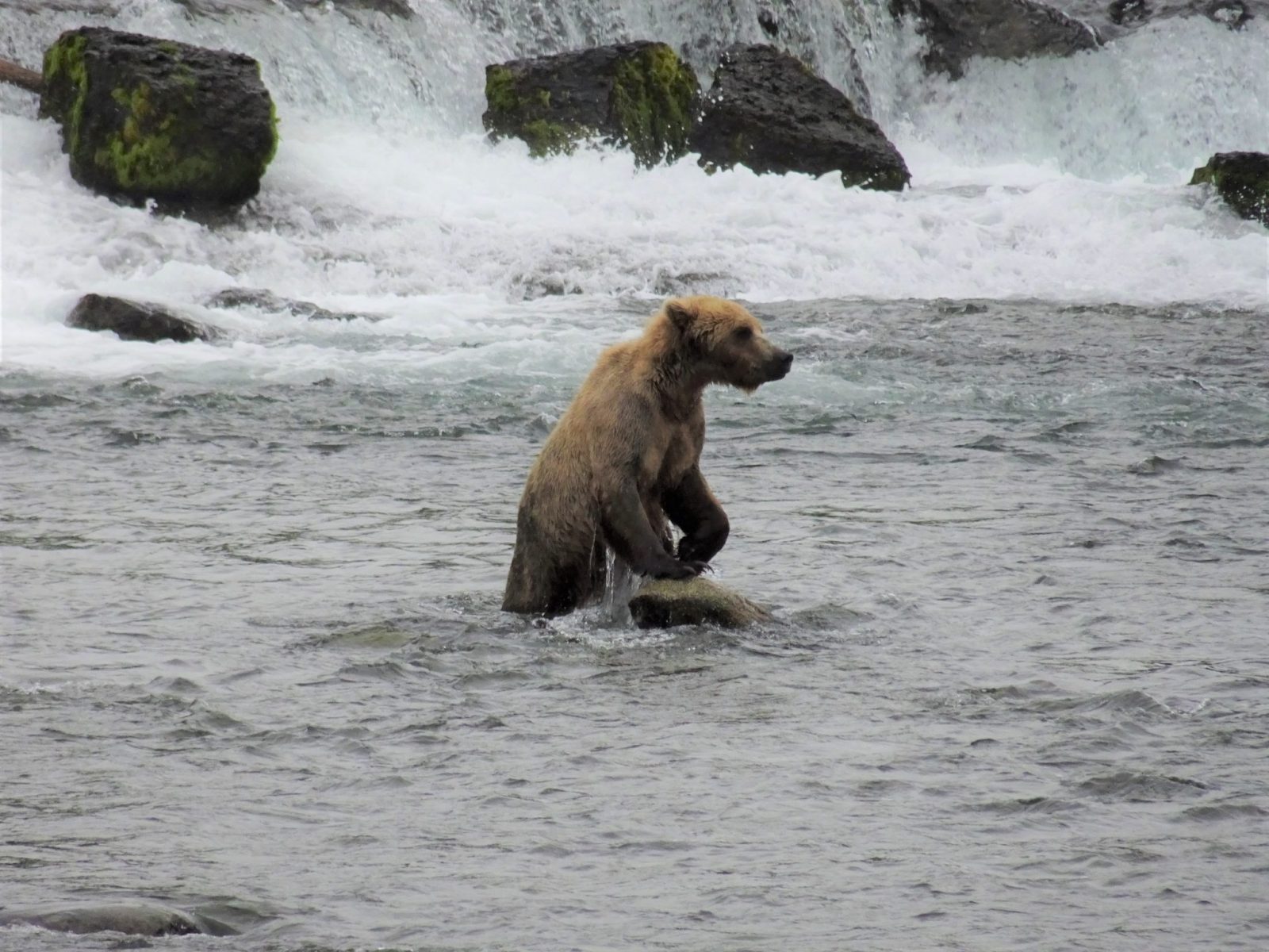 A brown bear standing in the rapids of a river in Katmai National Park in Alaska