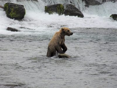 A bear standing upright in a river next to a waterfall