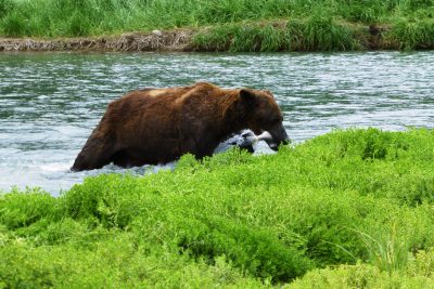 A brown bear with a salmon in its mouth at the edge of a river