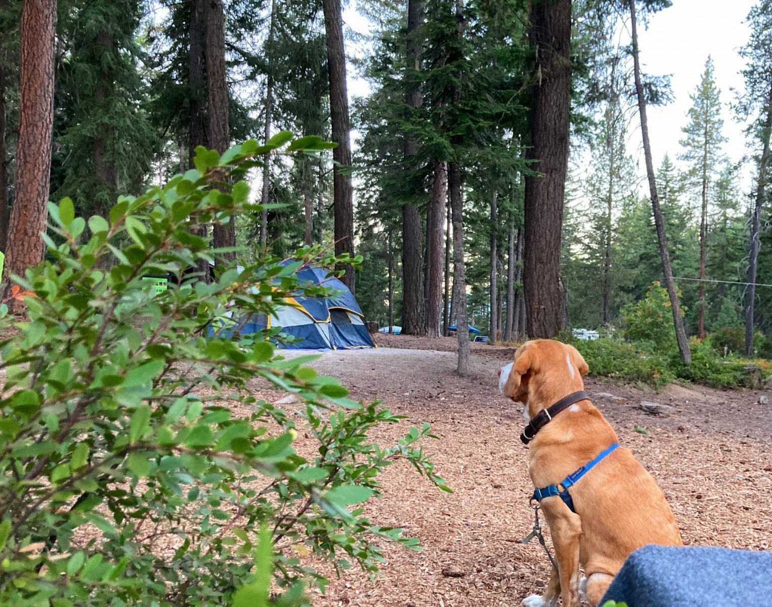 A dog on a leash and harness sitting in a campsite at Lake wenatchee state park. There are open gravel areas between the tall green trees. There is a blue, yellow and gray tent in the background