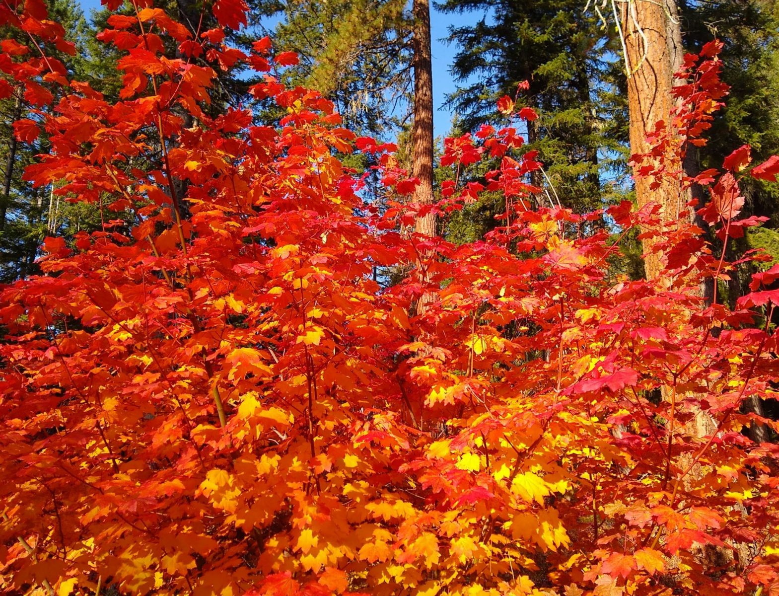 Red and orange vine maples on a sunny day with evergreen trees in the lake wenatchee state park