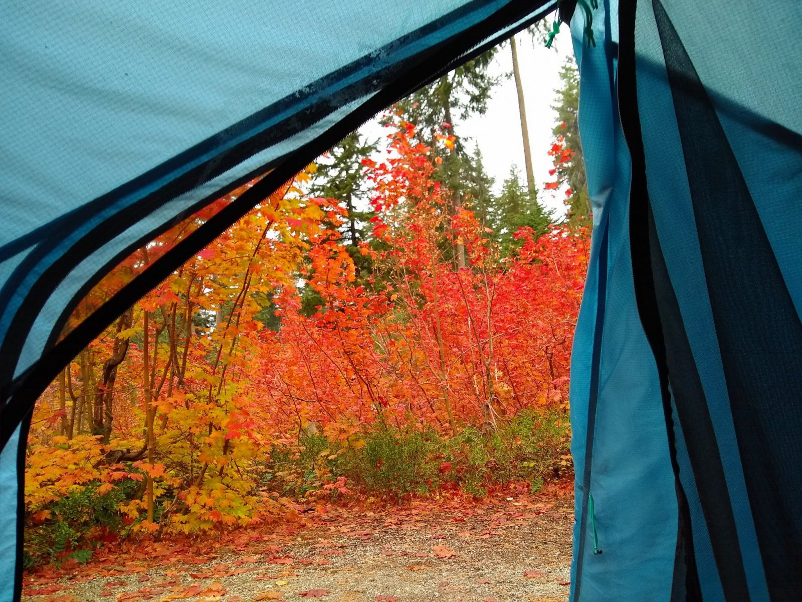 A view through the open door of a blue tent in the Lake wenatchee campground. There are green trees and bright orange and red vine maples outside the door.
