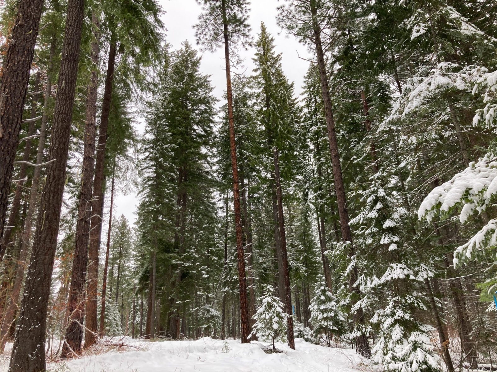 A snowy forest of tall pine trees