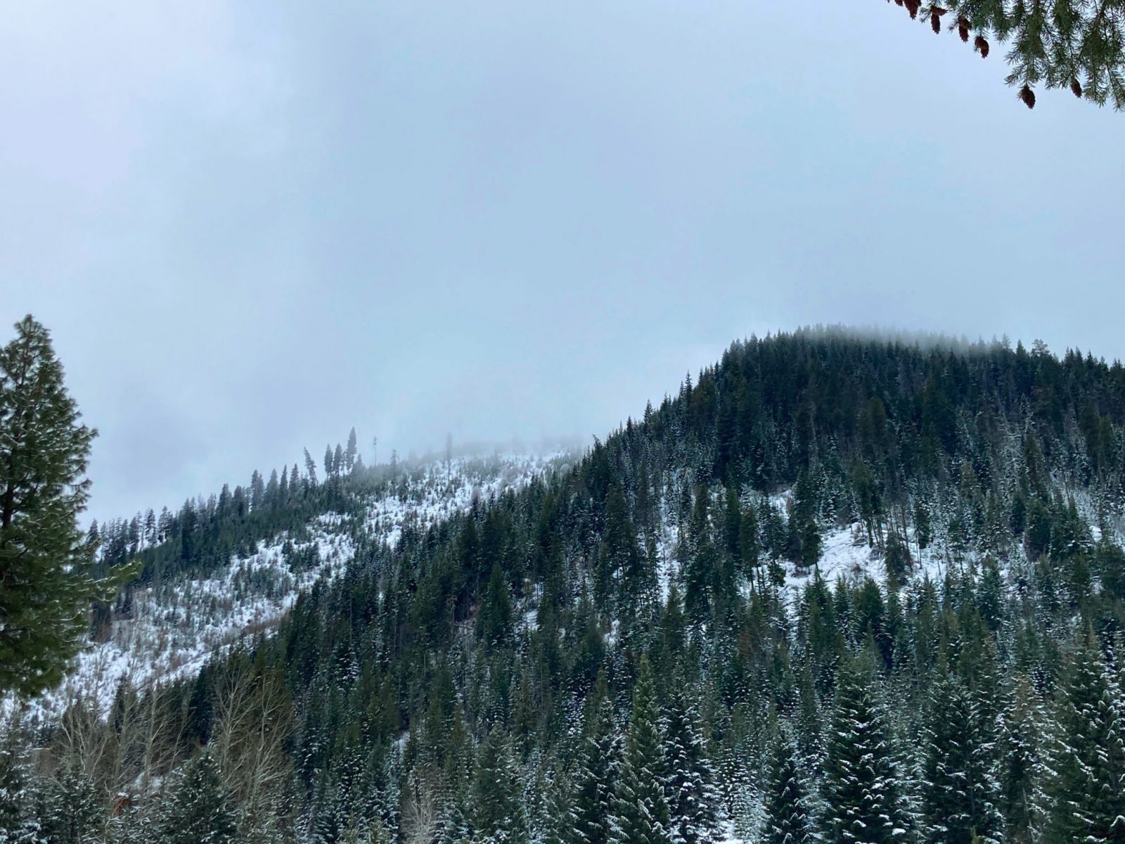 A snowy forested hillside on a foggy day