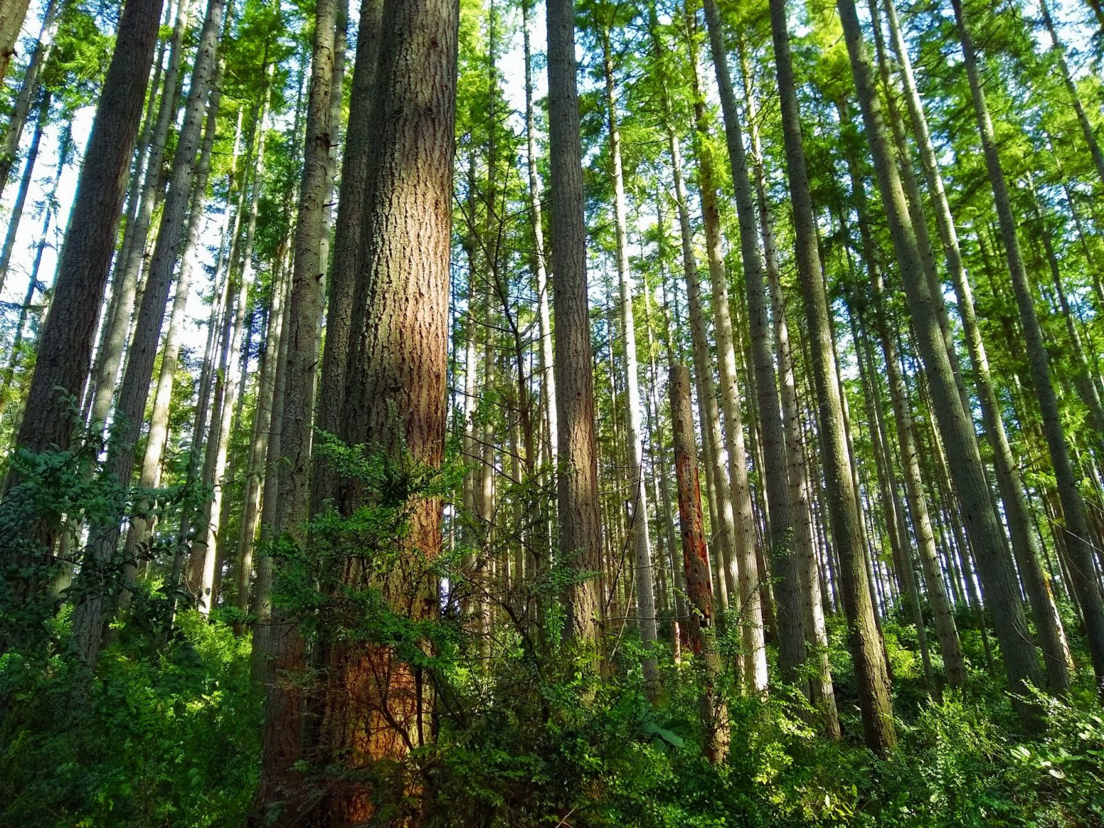 A second growth forest in Island Center Forest, a Vashon Island hiking, biking and horse trail. The trees are straight and tall and have green foliage.