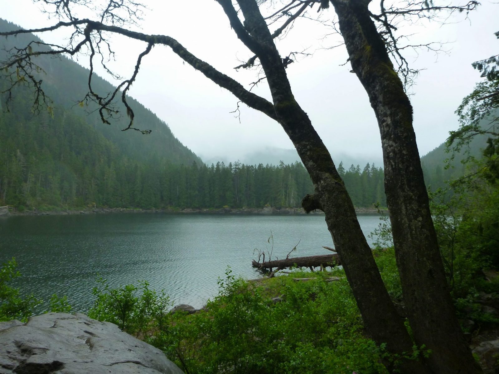 Lena Lake, An alpine lake on a foggy day, is surrounded by evergreen trees. In the foreground is a boulder, green bushes and a tree.