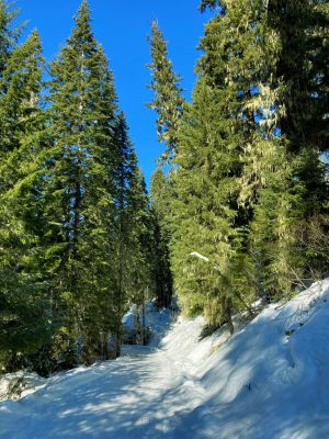 A groomed winter trail in the salmon la sac sno park going slightly uphill through the forest on a sunny day