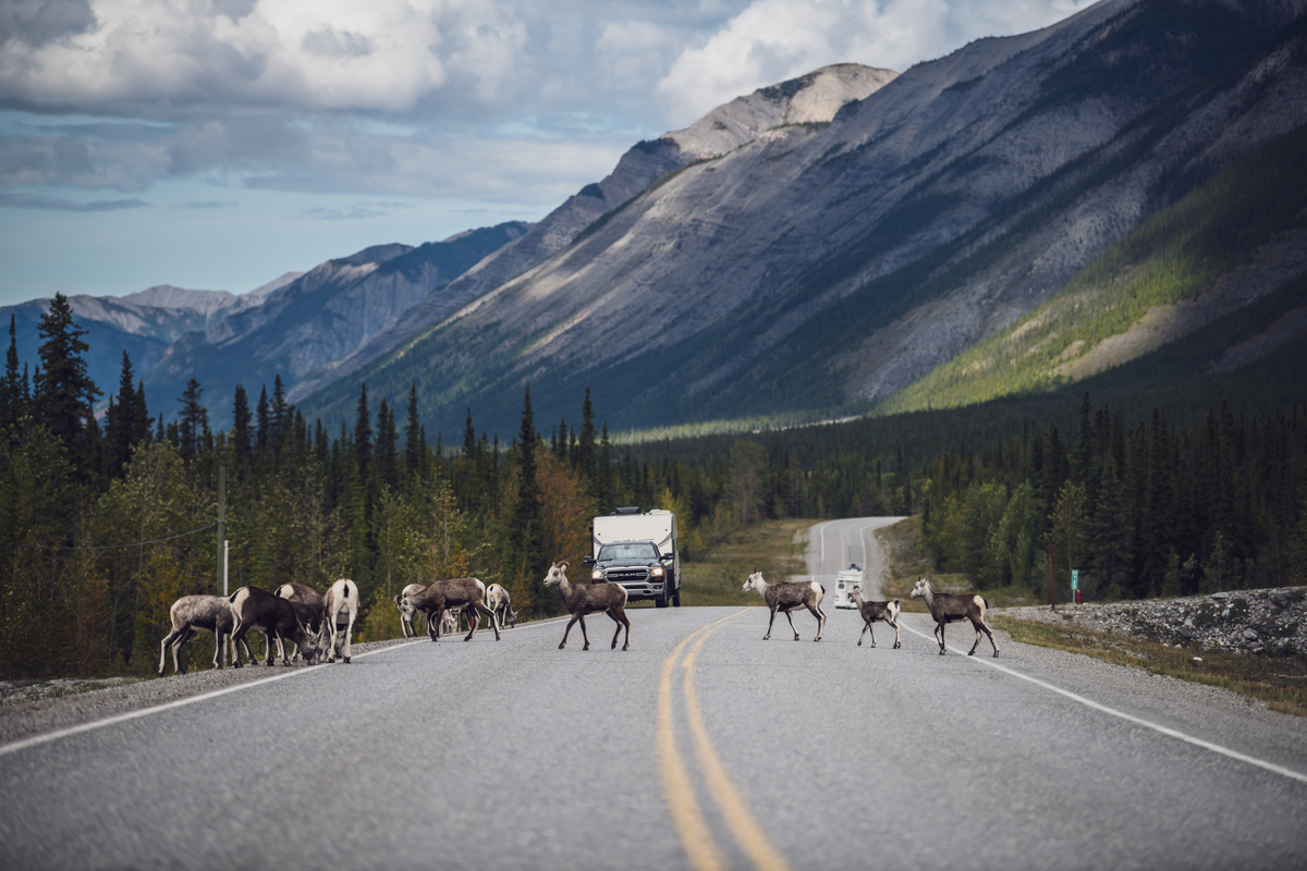 a small herd of wild sheep crossing the alaska highway while vehicles wait for them to cross. There are forest and mountains around teh highway