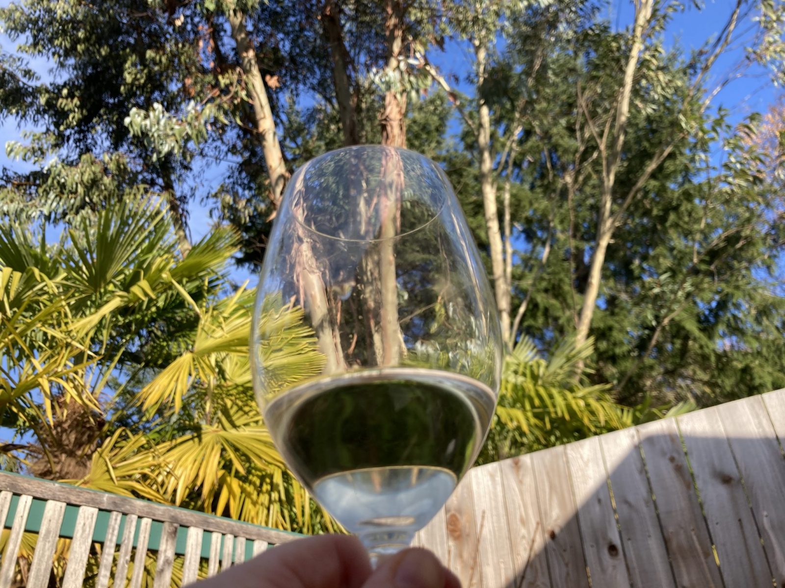 A close up of a wine glass with white wine in it. It is surrounded by a wooden fence and there are evergreen and palm trees in the background