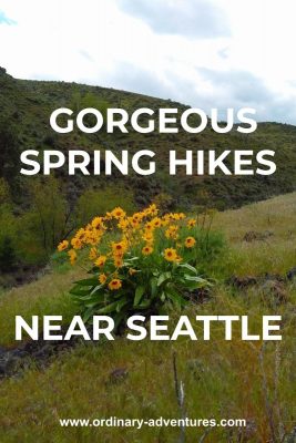 Bright yellow wildflowers with green leaves in a grassy hillside. There are rocky canyon sides in the background. Text reads: Gorgeous spring hikes near seattle