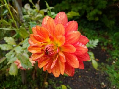 A red and orange dahlia close up at the dahlia garden in Seattle's Volunteer Park