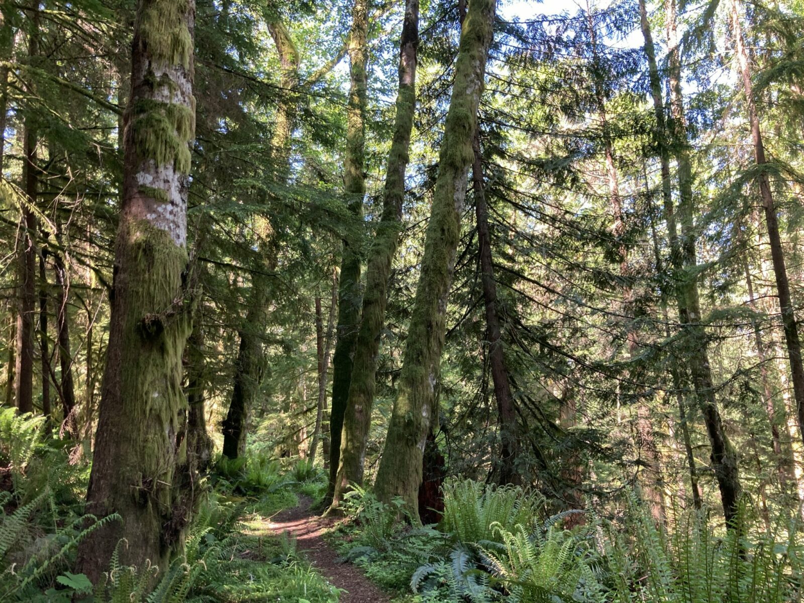 One of the most popular hikes in Issaquah, West Tiger Mountain, is a forested hike. The trail goes between evergreen trees in the forest with lots of ferns along the forest floor. It's a sunny day and bits of sunlight are making their way through the thick forest canopy above
