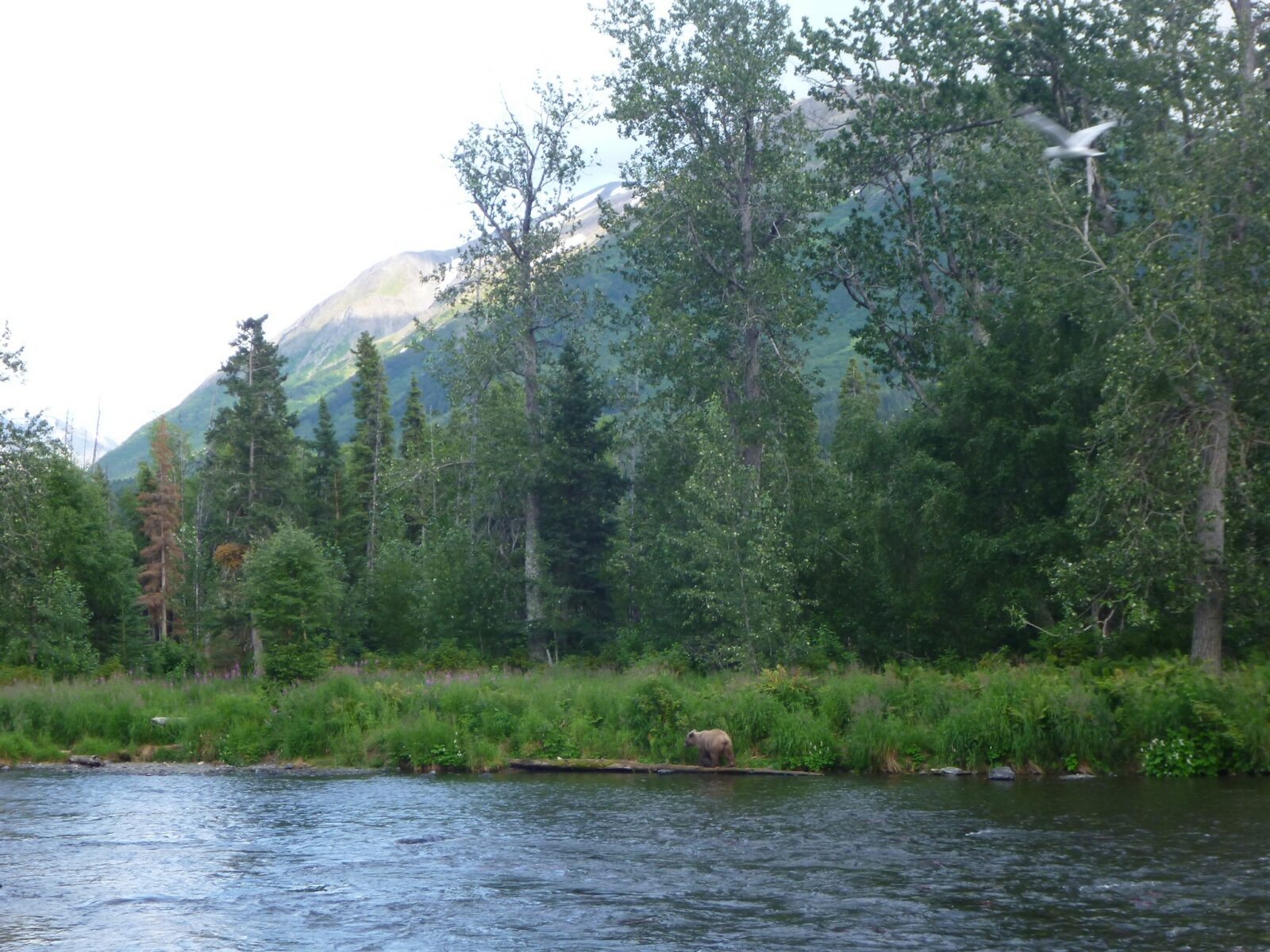 A brown bear on the shore of the Russian River. Behind the bear are bushes and then a forest and in the distance, higher mountains