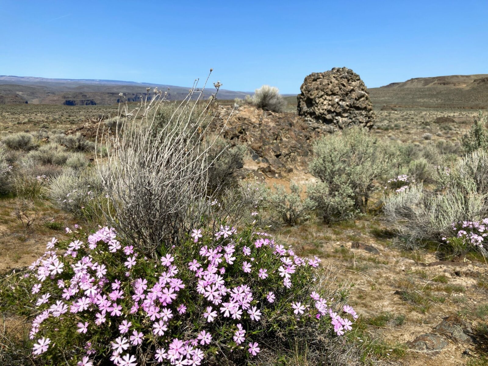 purple wildflowers are in the foreground and a large boulder and distant hills are in the background. There is sagebrush in between the rocks and flowers