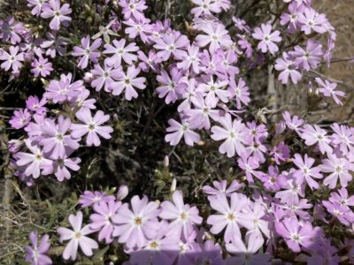 small purple wildflowers up close