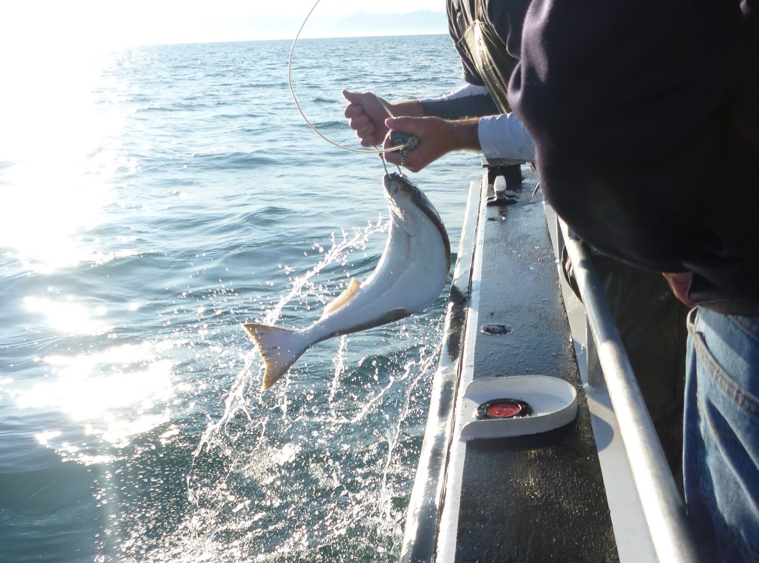 A halibut being pulled up to the edge of a fishing boat