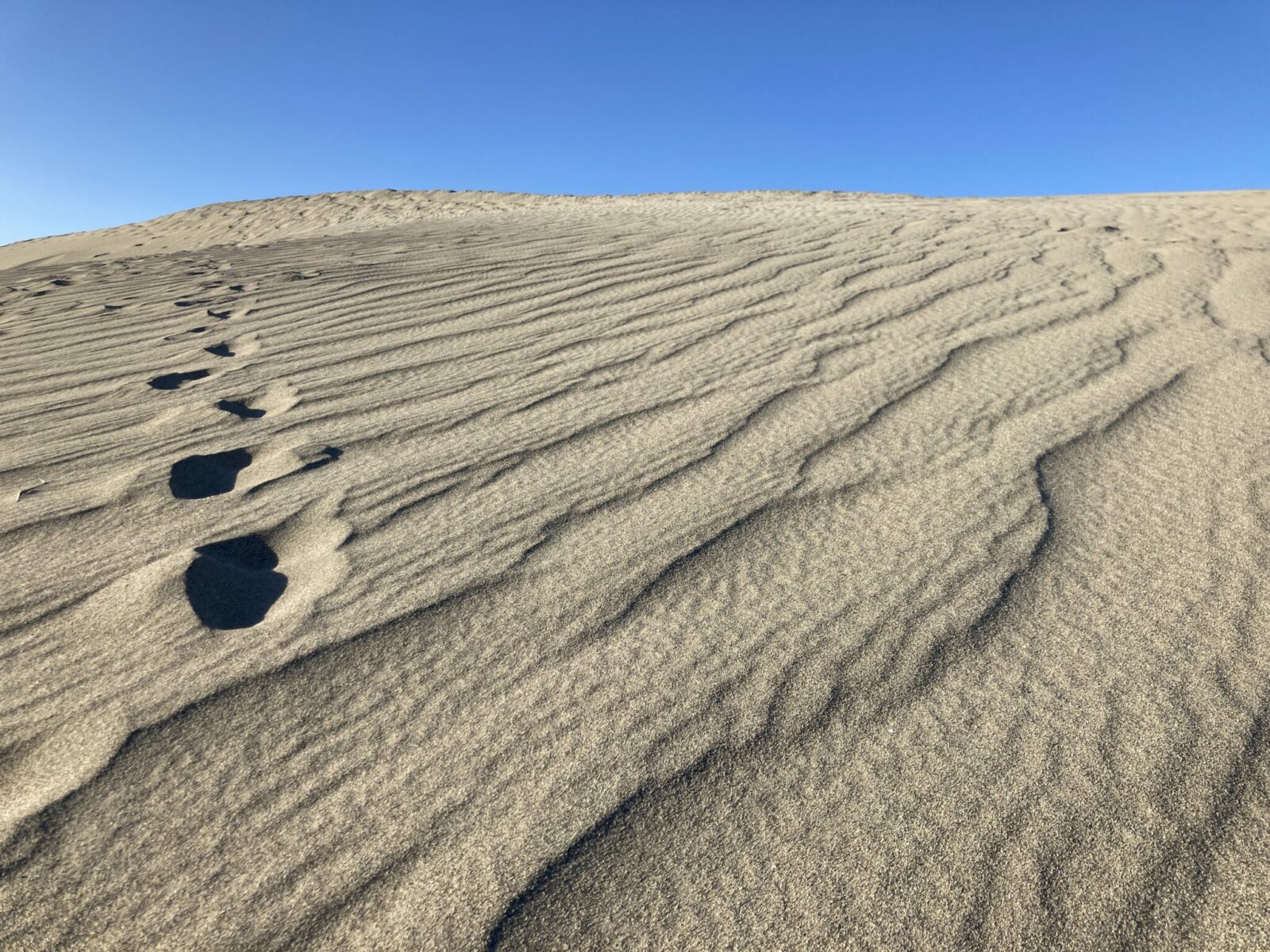 A sand dune sticking up into a blue sky with some foot prints going to the top. There is also a wave pattern produced by the wind on the top of the sand