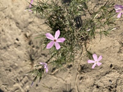 Three purple wildflowers with five petals and some green leaves in a dry desert