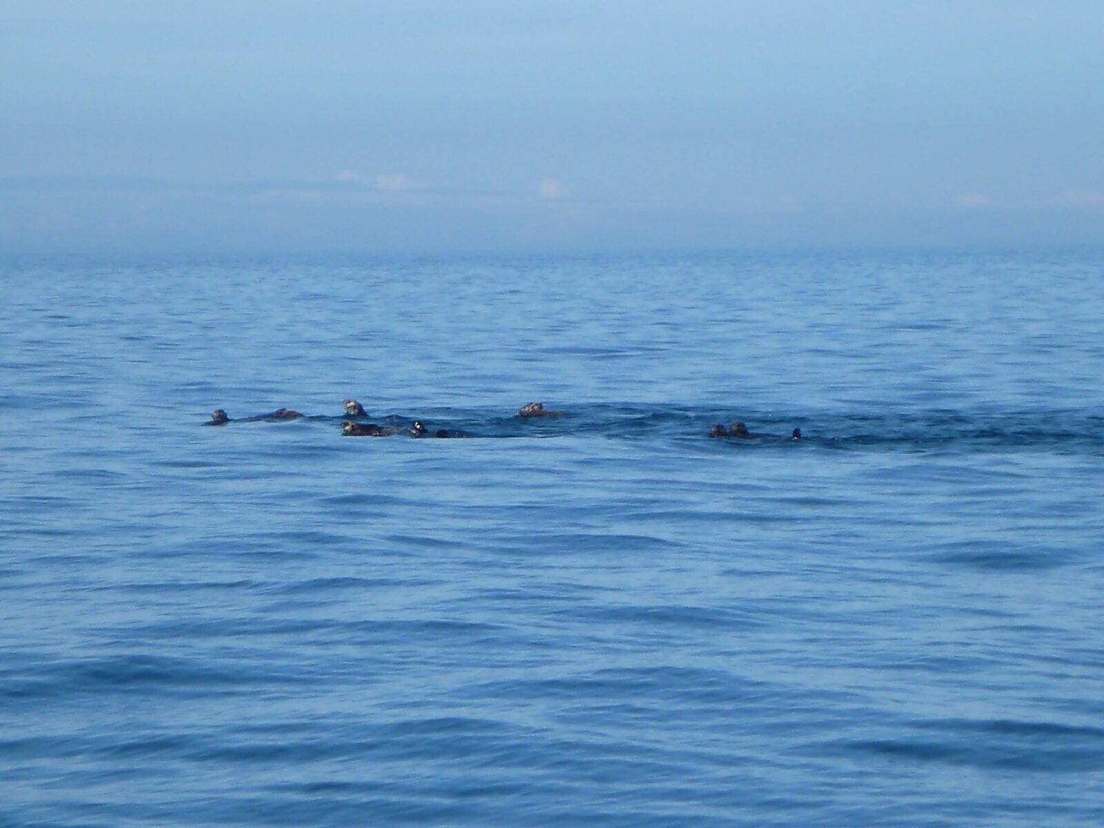 six sea otters in the water on a sunny day