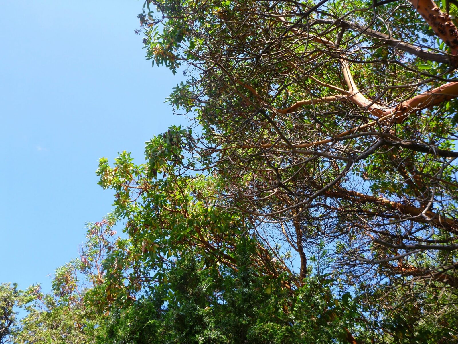 A view from below looking up at Pacific Madrona trees on a sunny day. The trees have red bark and bring green leaves